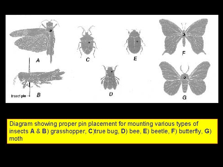 Diagram showing proper pin placement for mounting various types of insects A & B)