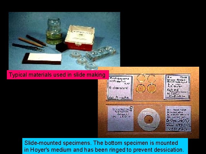 Typical materials used in slide making Slide-mounted specimens. The bottom specimen is mounted in