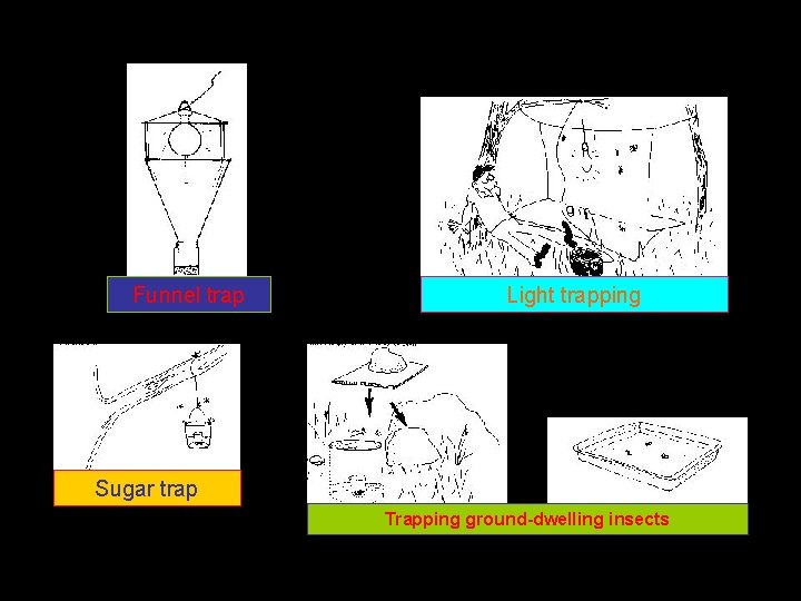 Funnel trap Light trapping Sugar trap Trapping ground-dwelling insects 