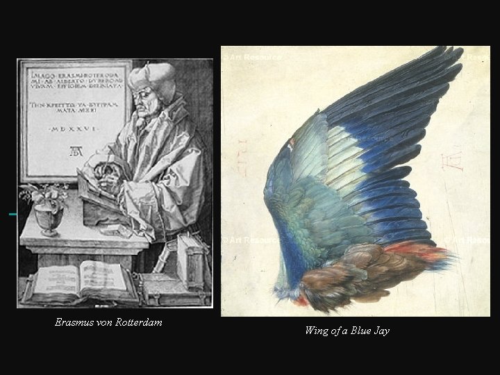  Erasmus von Rotterdam Wing of a Blue Jay 