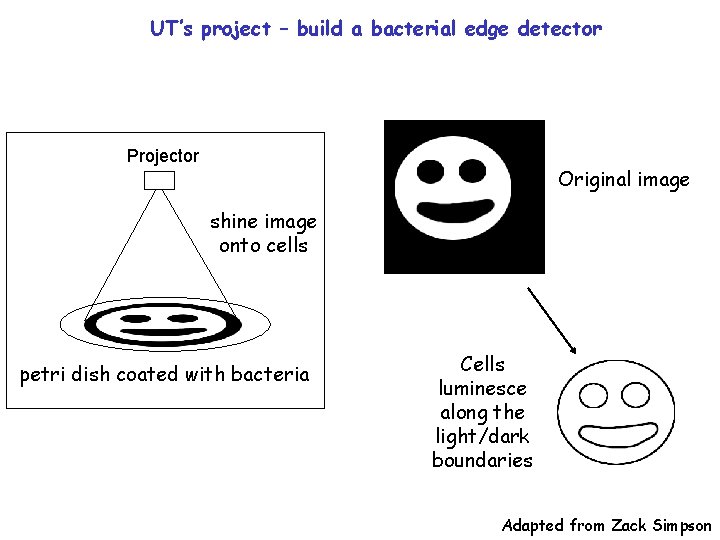 UT’s project – build a bacterial edge detector Projector Original image shine image onto