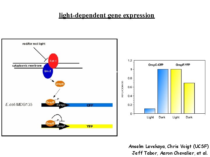 light-dependent gene expression Anselm Levskaya, Chris Voigt (UCSF) Jeff Tabor, Aaron Chevalier, et al.