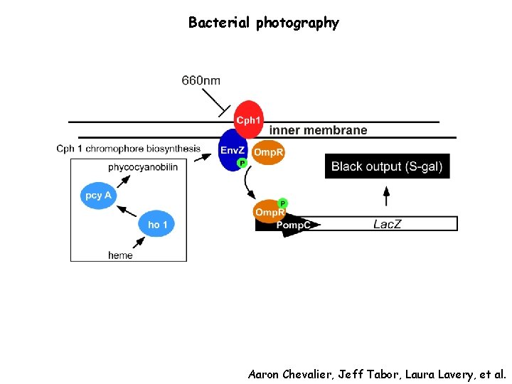 Bacterial photography Aaron Chevalier, Jeff Tabor, Laura Lavery, et al. 