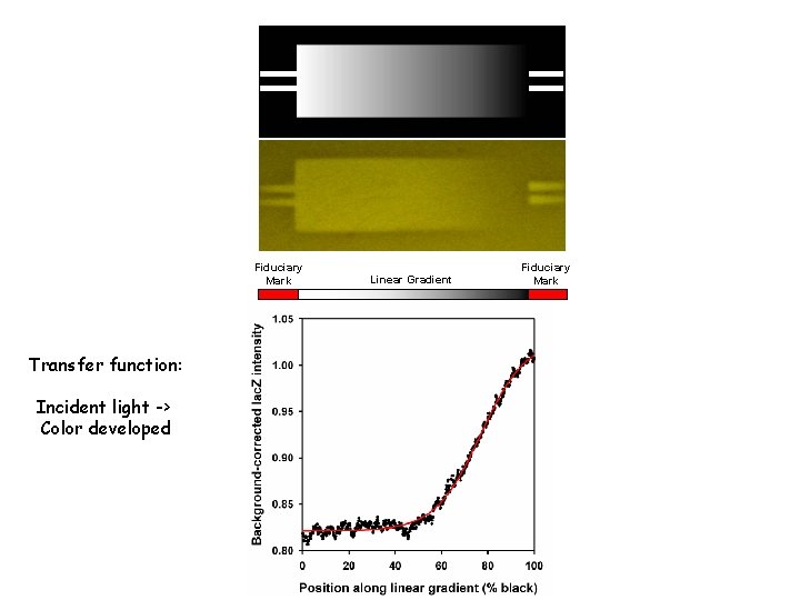 Fiduciary Mark Transfer function: Incident light -> Color developed Linear Gradient Fiduciary Mark 