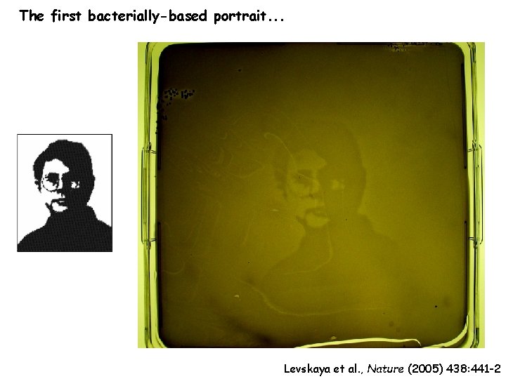 The first bacterially-based portrait. . . Levskaya et al. , Nature (2005) 438: 441