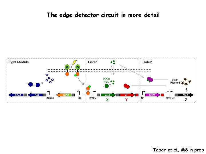 The edge detector circuit in more detail Tabor et al. , MS in prep