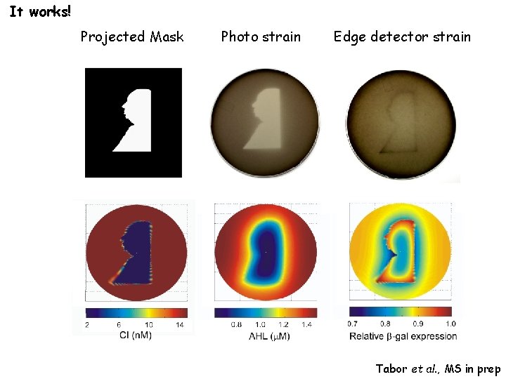 It works! Projected Mask Photo strain Edge detector strain Tabor et al. , MS
