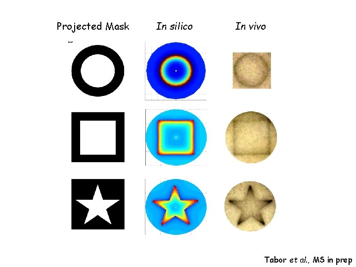 Projected Mask In silico In vivo Tabor et al. , MS in prep 