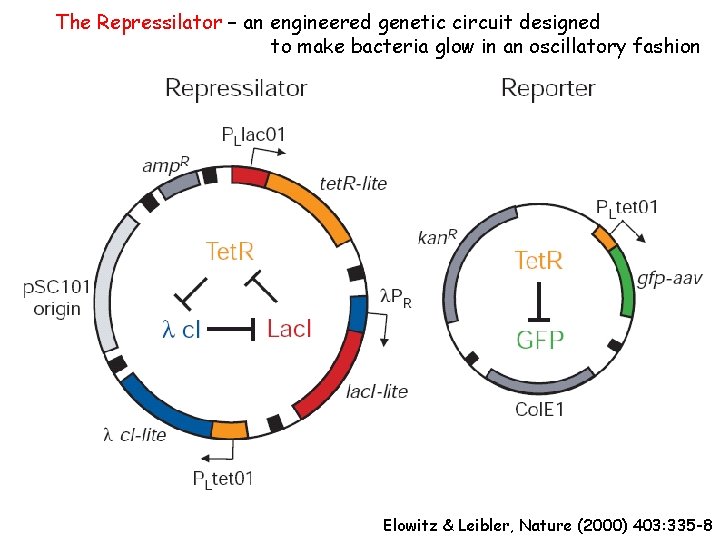 The Repressilator – an engineered genetic circuit designed to make bacteria glow in an