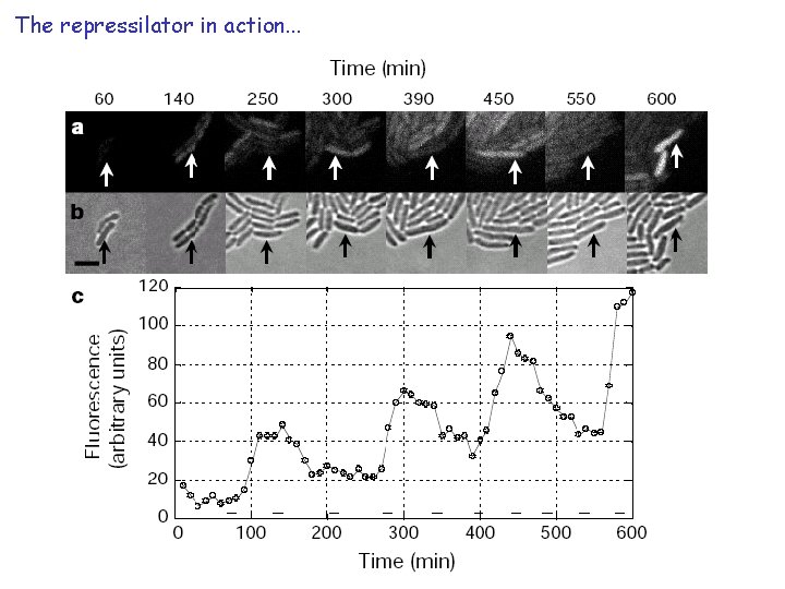 The repressilator in action. . . 