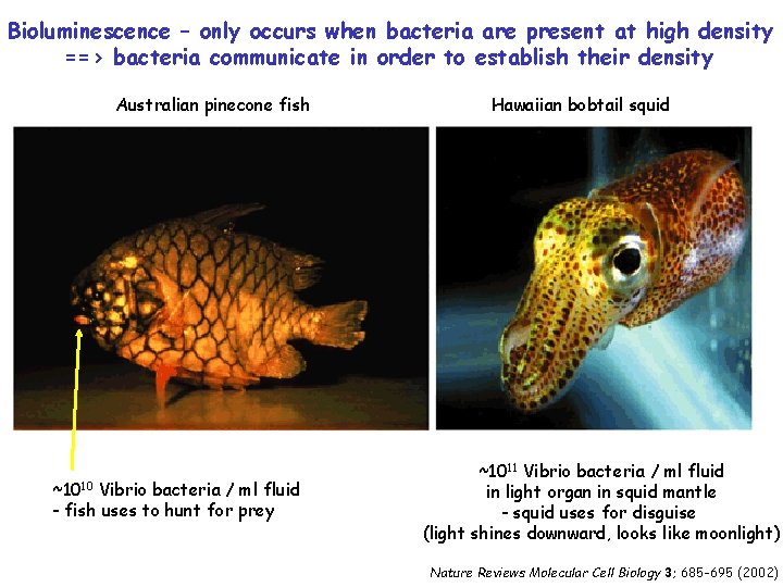 Bioluminescence – only occurs when bacteria are present at high density ==> bacteria communicate