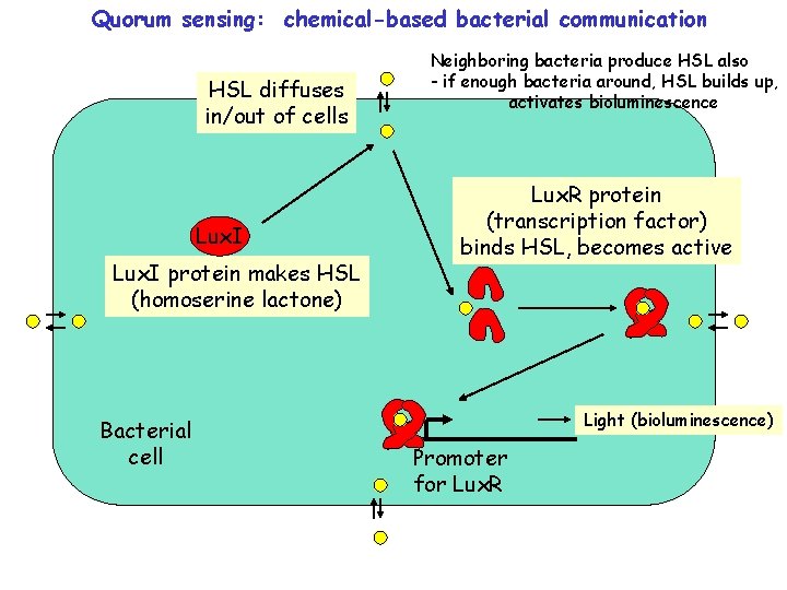 Quorum sensing: chemical-based bacterial communication HSL diffuses in/out of cells Lux. I protein makes