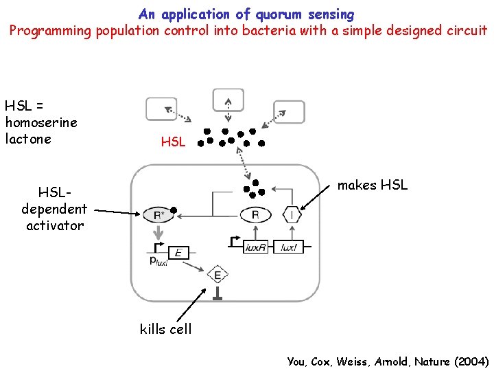 An application of quorum sensing Programming population control into bacteria with a simple designed