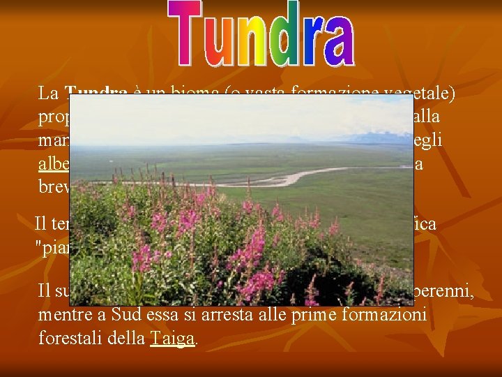 La Tundra è un bioma (o vasta formazione vegetale) propria delle regioni subpolari e