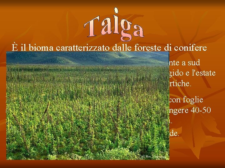 È il bioma caratterizzato dalle foreste di conifere Si tratta di una regione umida