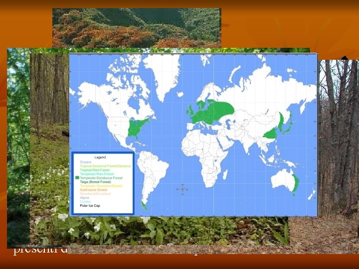 Si tratta di un bioma caratterizzato da piante decidue o caducifoglie, caratterizzate cioè da