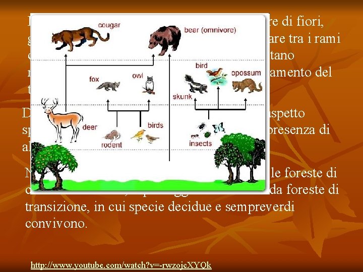 In primavera, il suolo della foresta si ricopre di fiori, grazie alla luce del