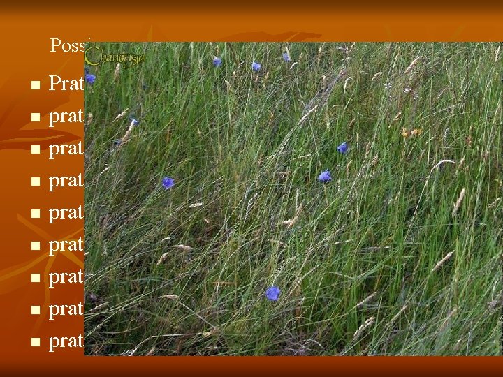 Possiamo avere n n n n n Praterie tropicali o subtropicali praterie temperate praterie