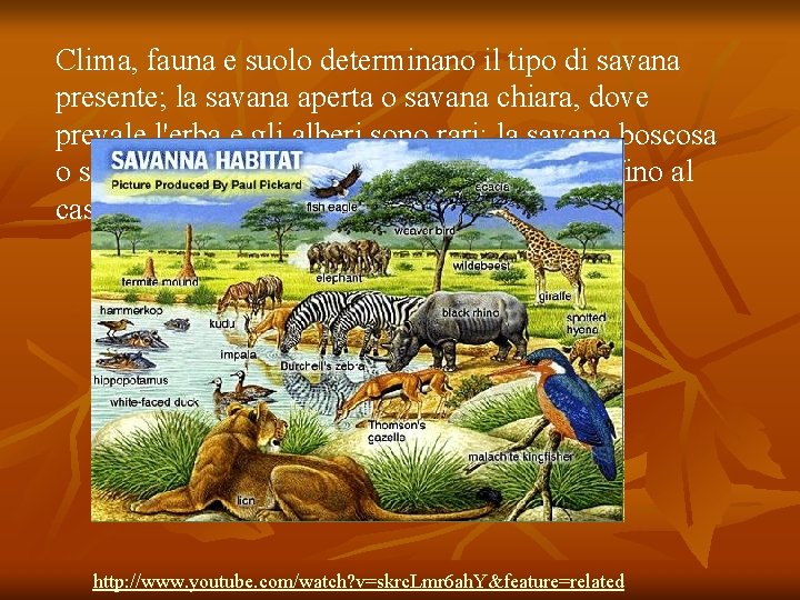 Clima, fauna e suolo determinano il tipo di savana presente; la savana aperta o