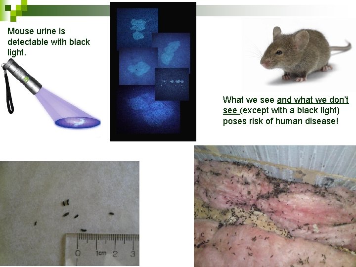 Mouse urine is detectable with black light. What we see and what we don’t