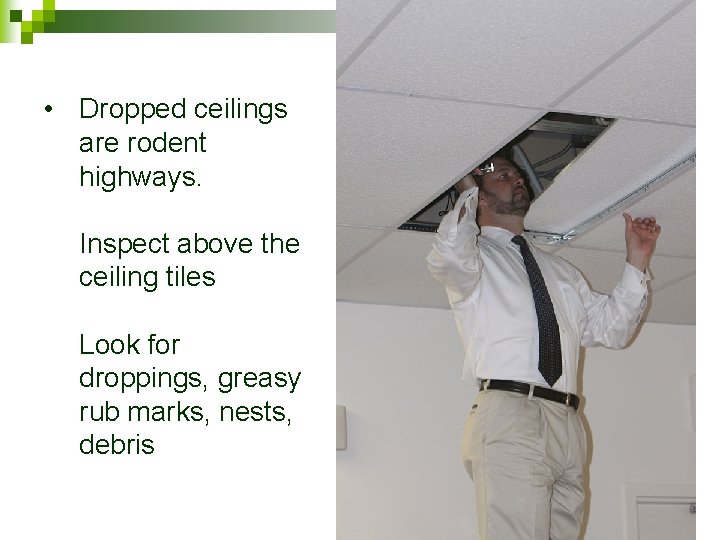  • Dropped ceilings are rodent highways. Inspect above the ceiling tiles Look for
