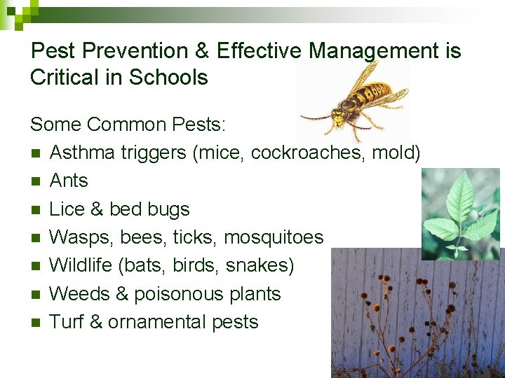 Pest Prevention & Effective Management is Critical in Schools Some Common Pests: n Asthma
