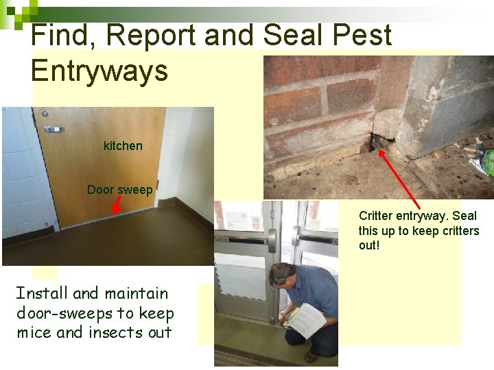 Find, Report and Seal Pest Entryways kitchen Door sweep Critter entryway. Seal this up