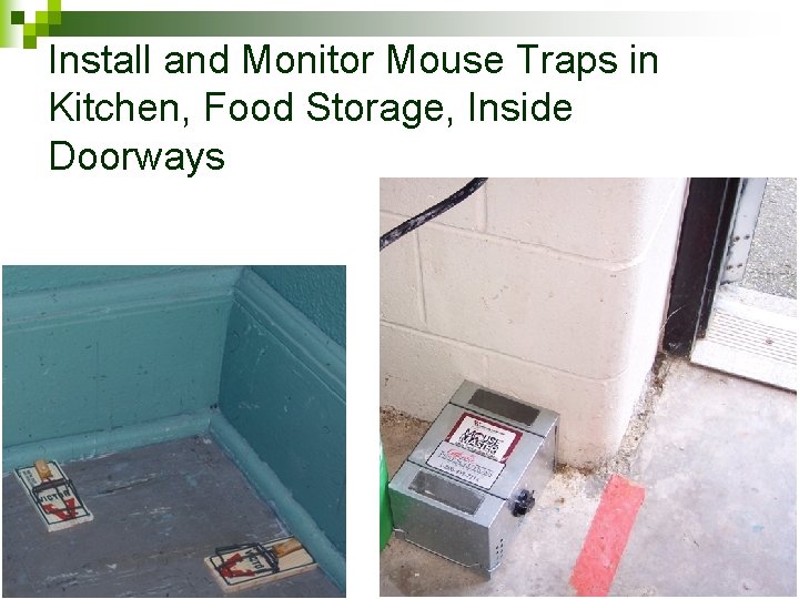 Install and Monitor Mouse Traps in Kitchen, Food Storage, Inside Doorways 