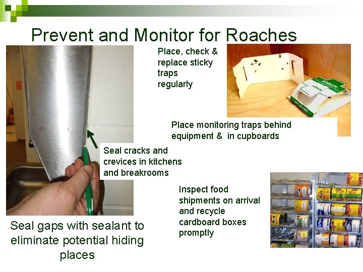 Prevent and Monitor for Roaches Place, check & replace sticky traps regularly Place monitoring