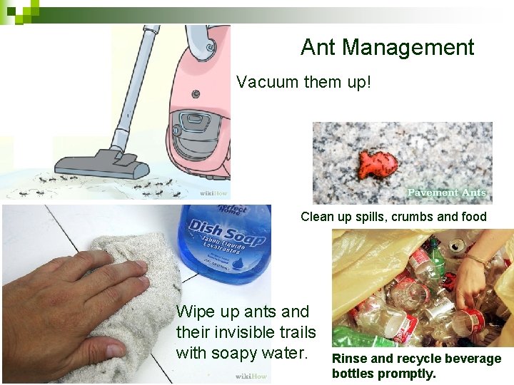 Ant Management Vacuum them up! Clean up spills, crumbs and food Wipe up ants