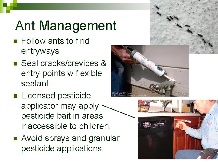 Ant Management n n Follow ants to find entryways Seal cracks/crevices & entry points