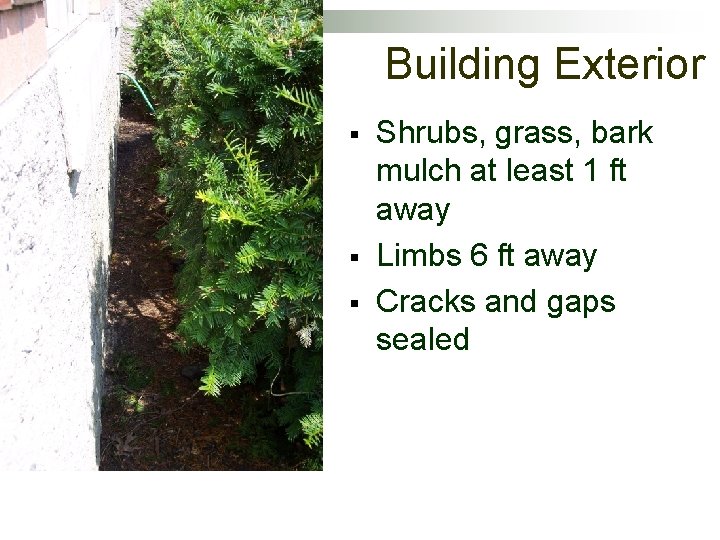 Building Exterior § § § Shrubs, grass, bark mulch at least 1 ft away