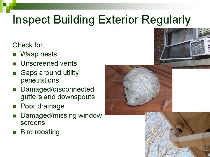 Inspect Building Exterior Regularly Check for: n Wasp nests n Unscreened vents n Gaps