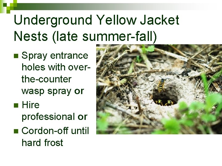 Underground Yellow Jacket Nests (late summer-fall) Spray entrance holes with overthe-counter wasp spray or