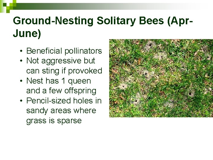 Ground-Nesting Solitary Bees (Apr. June) • Beneficial pollinators • Not aggressive but can sting