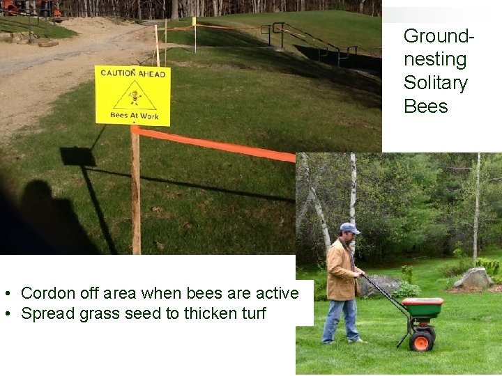 Groundnesting Solitary Bees • Cordon off area when bees are active • Spread grass