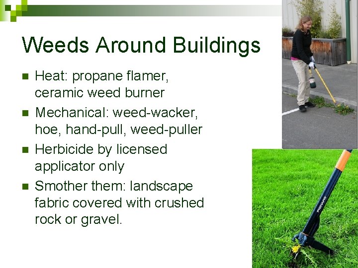 Weeds Around Buildings n n Heat: propane flamer, ceramic weed burner Mechanical: weed-wacker, hoe,