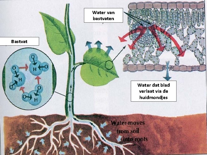 Water van bastvaten Bastvat Water dat blad verlaat via de huidmondjes 