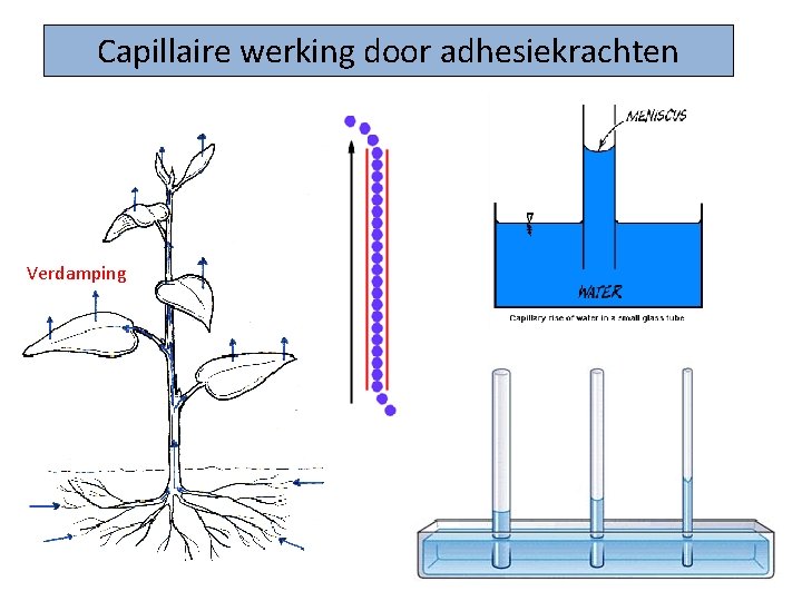 Capillaire werking door adhesiekrachten Verdamping 