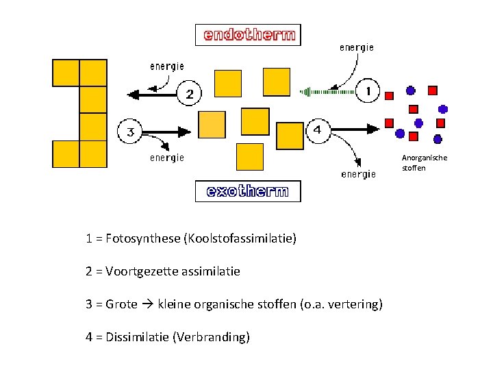 Anorganische stoffen 1 = Fotosynthese (Koolstofassimilatie) 2 = Voortgezette assimilatie 3 = Grote kleine