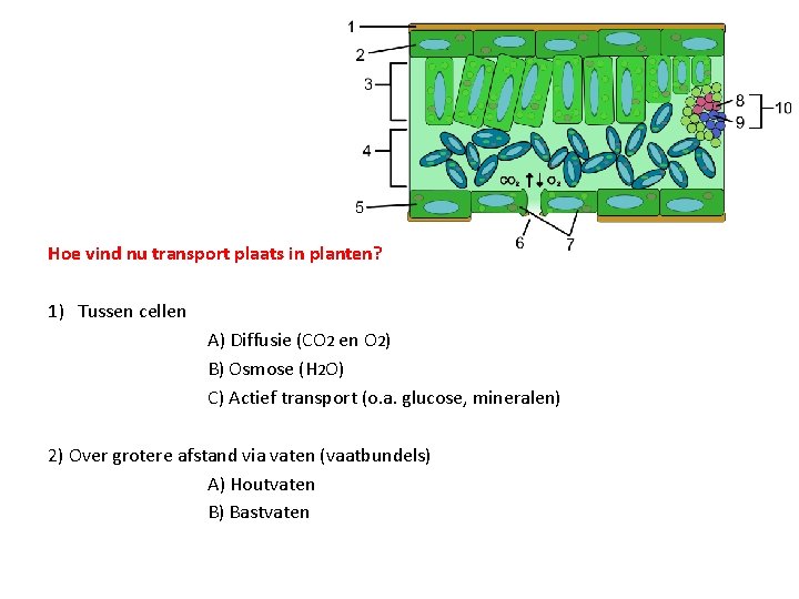 Hoe vind nu transport plaats in planten? 1) Tussen cellen A) Diffusie (CO 2