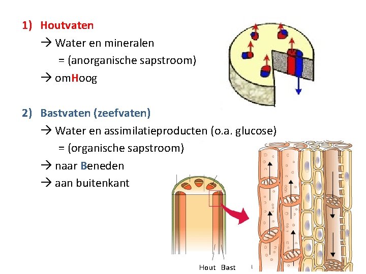 1) Houtvaten Water en mineralen = (anorganische sapstroom) om. Hoog 2) Bastvaten (zeefvaten) Water