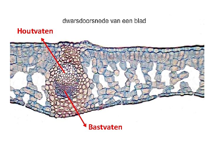 Houtvaten Bastvaten 