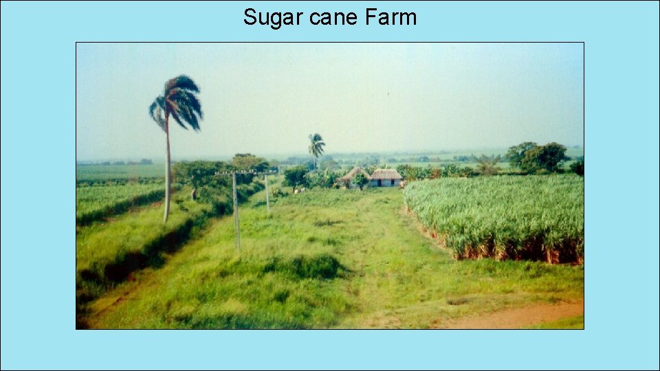 Sugar cane Farm 