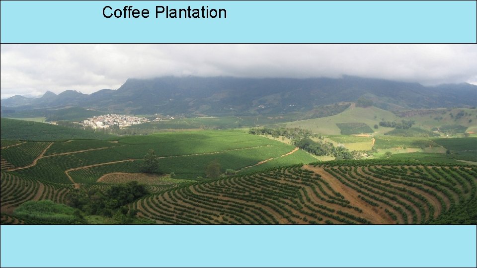 Coffee Plantation 