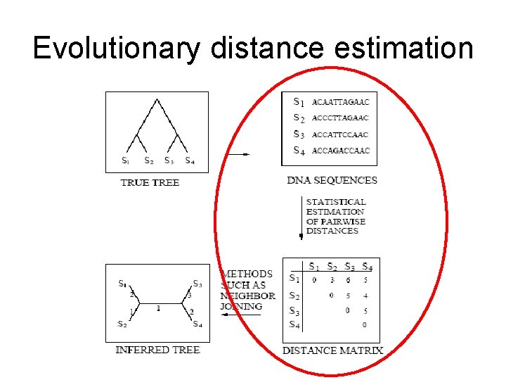 Evolutionary distance estimation 
