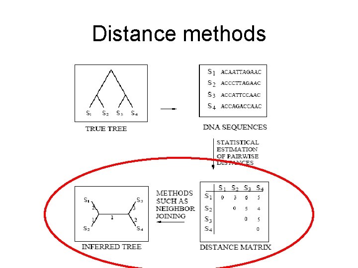 Distance methods 