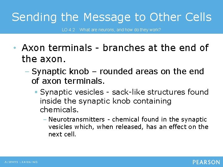 Sending the Message to Other Cells LO 4. 2 What are neurons, and how