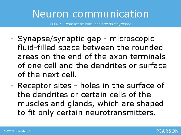 Neuron communication LO 4. 2 What are neurons, and how do they work? •