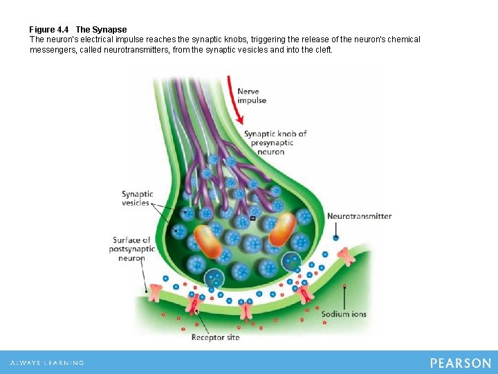 Figure 4. 4 The Synapse The neuron's electrical impulse reaches the synaptic knobs, triggering